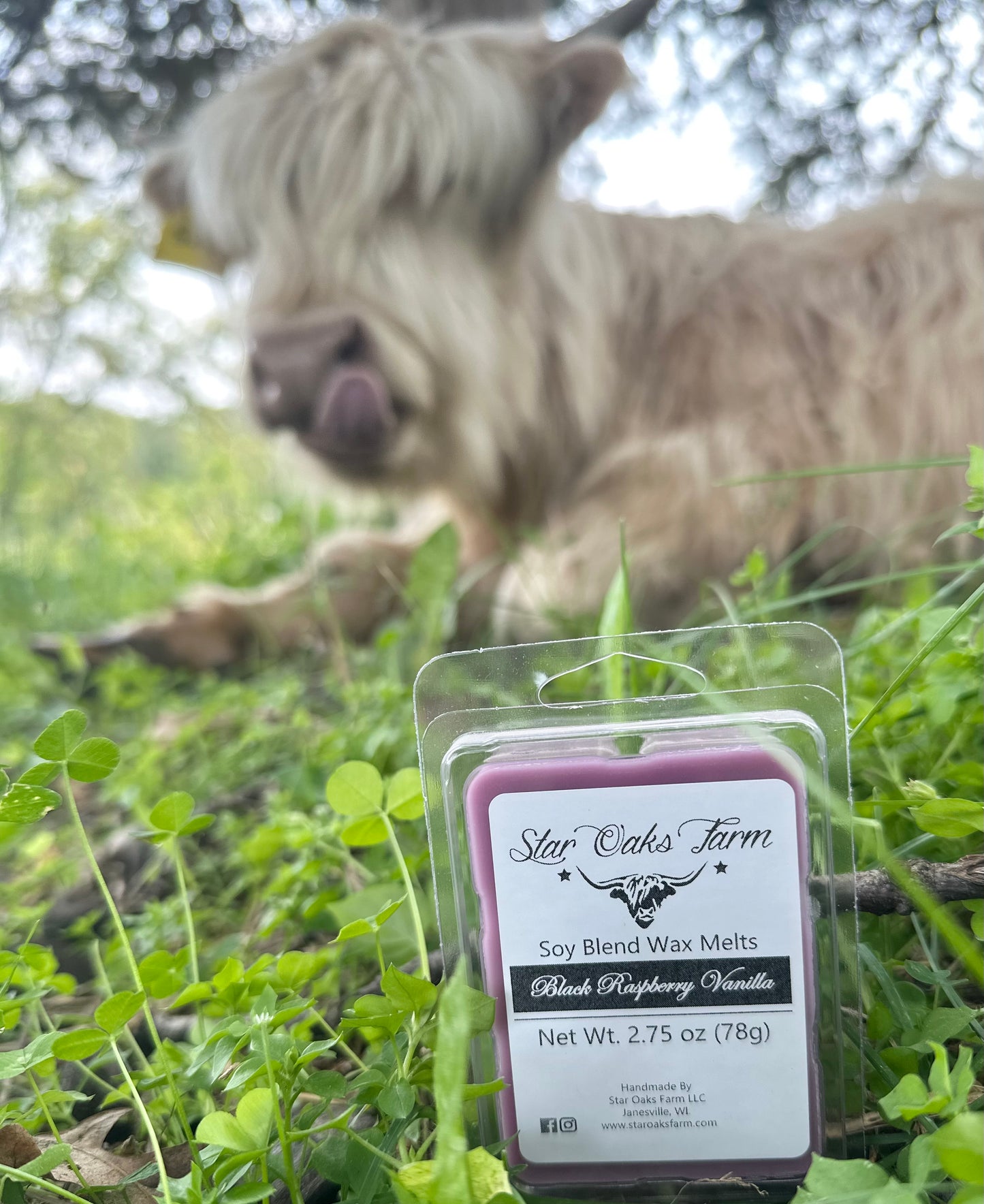 Black Raspberry Vanilla Wax Melts