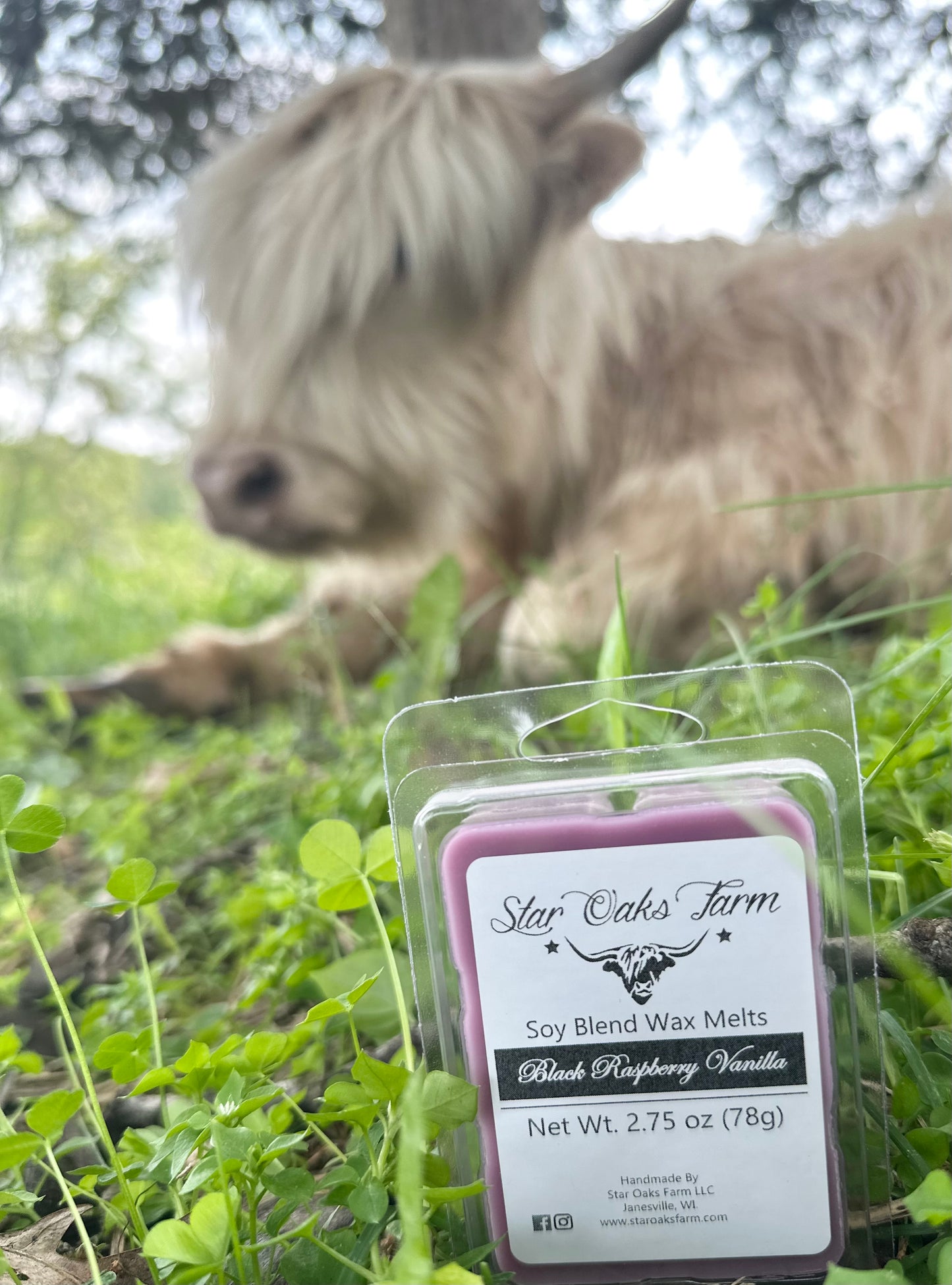 Black Raspberry Vanilla Wax Melts